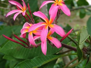 tropical-flowers 2